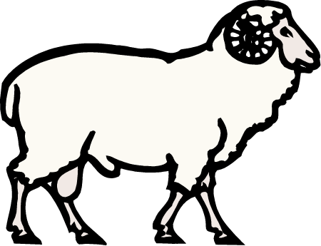 Sheep (Ovis Aries)