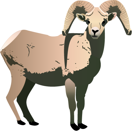 Bighorn Sheep (Ovis Canadensis)