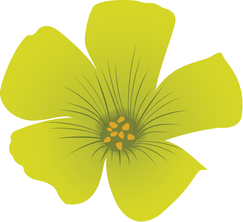 Common Yellow Woodsorrel (Oxalis Stricta)