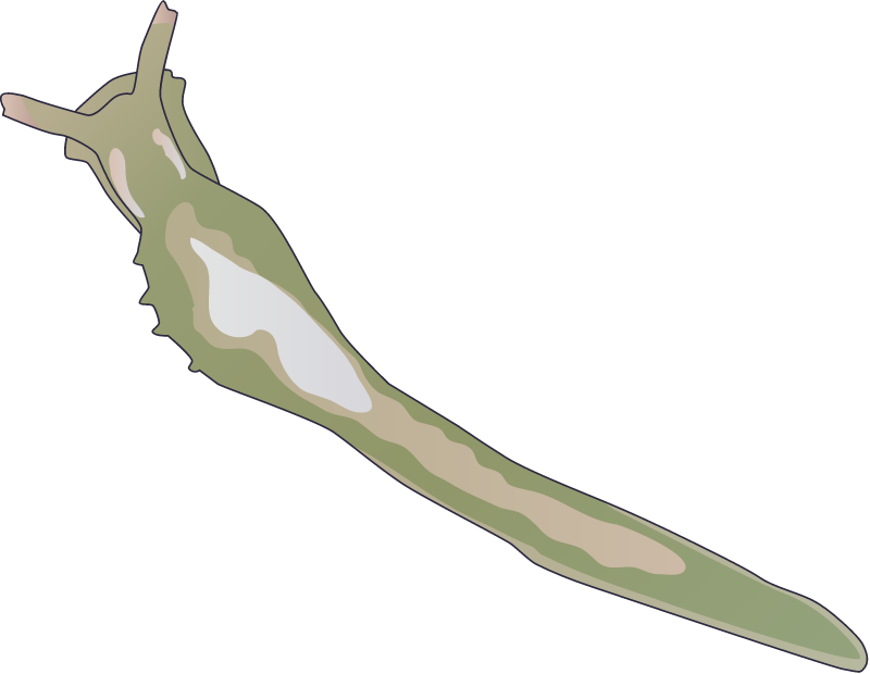Sacoglossan (Oxynoe Olivacea)