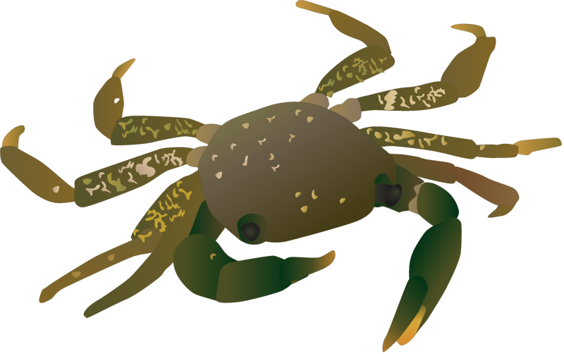 Marbled Rock Crab (Pachygraspus Marmoratus)