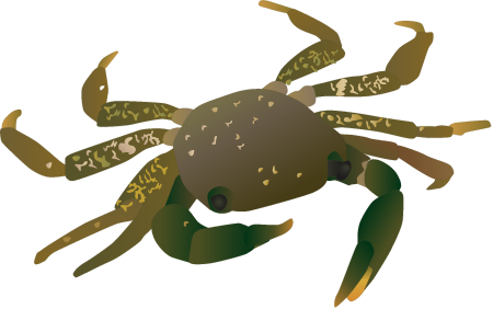 Marbled Rock Crab (Pachygraspus Marmoratus)