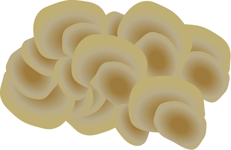 Brown Algae (Padina)