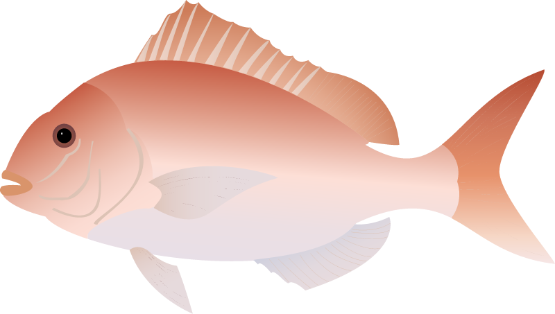 Australasian Snapper (Pagrus Auratus)