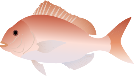 Australasian Snapper (Pagrus Auratus)
