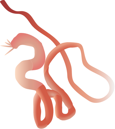 Samoan Palolo Worm (Palolo Virdis)