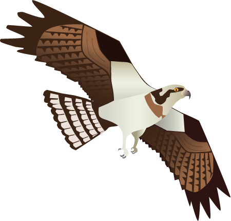 Osprey Adult (Pandion Haliaetus)