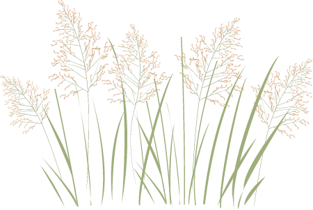 Switchgrass (Panicum Virgatum)