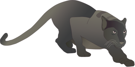 Panther (Panthera Pardus)