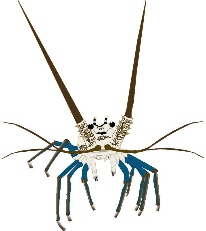 Spiny Lobster Frontal View (Panulirus Argus)