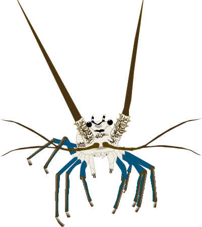 Spiny Lobster Frontal View (Panulirus Argus)
