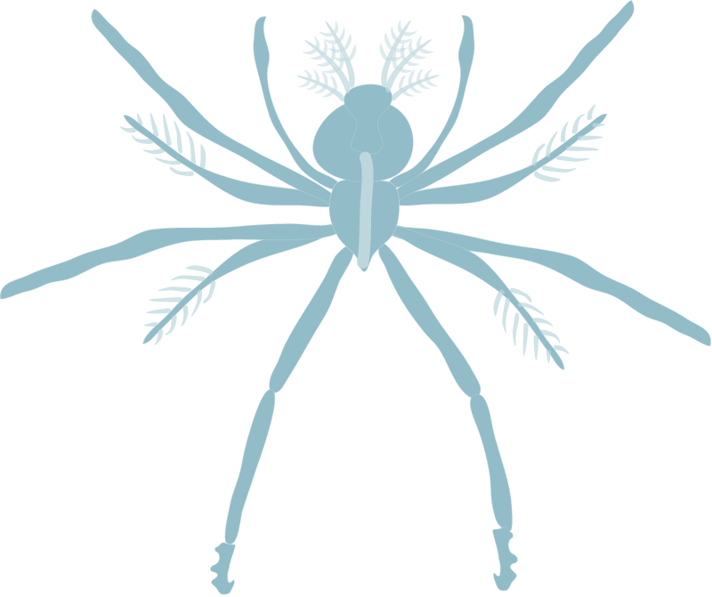 Spiny Lobster Phyllosoma (Panulirus Argus)