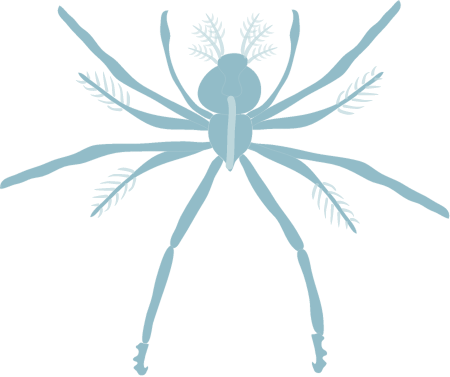 Spiny Lobster Phyllosoma (Panulirus Argus)