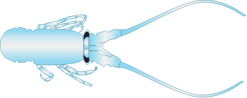 Spiny Lobster Puerulus (Panulirus Argus)