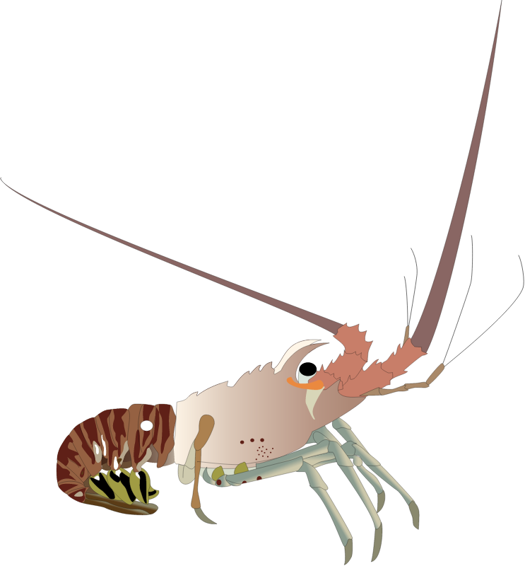 Spiny Lobster Side View (Panulirus Argus)