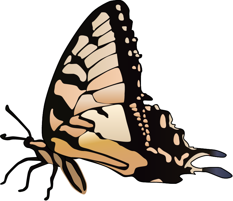 Eastern Tiger Swallowtail Butterfly (Papilio Glaucus)