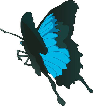Ulysses Butterfly (Papilio Ulysses)