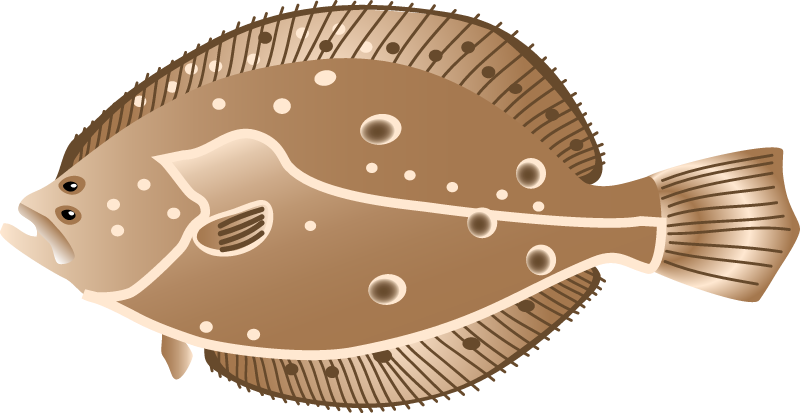 Summer Flounder (Paralichthys Dentatus)