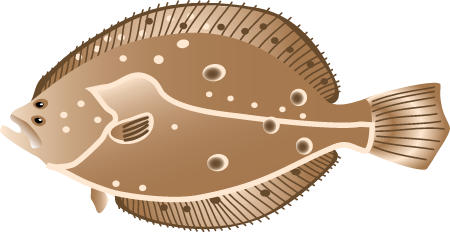 Summer Flounder (Paralichthys Dentatus)