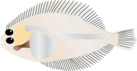 Summer Flounder Juvenile (Paralichthys Dentatus)