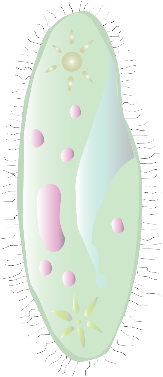 Ciliate (Paramecium Aurelia)