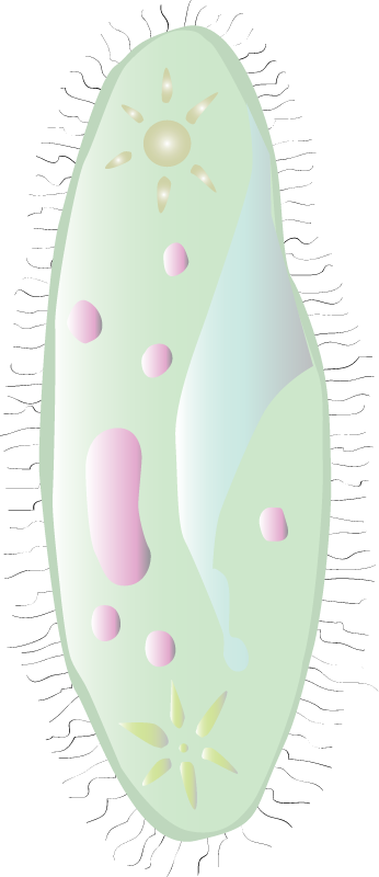 Ciliate (Paramecium Aurelia)