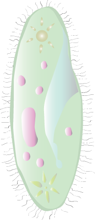 Ciliate (Paramecium Aurelia)