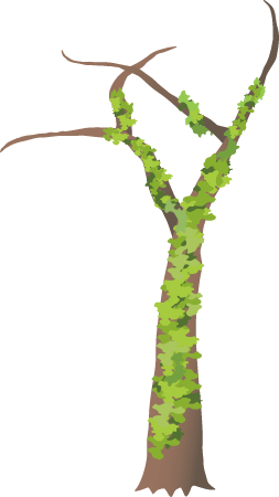 Virginia Creeper (Parthenocissus Quinquefolia)