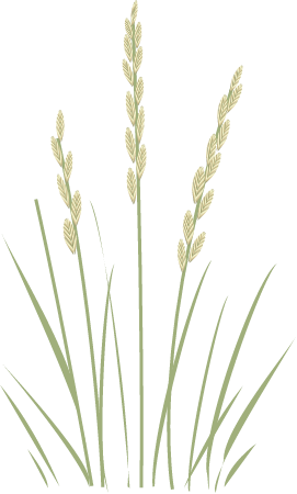 Western Wheatgrass (Pascopyrum Smithii)