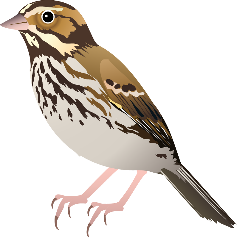 Savannah Sparrow (Passerculus Sandwichensis)