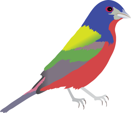 Painted Bunting (Passerina Ciris)