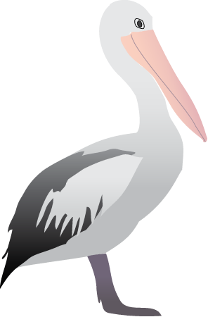 Pelican (Pelecanus)