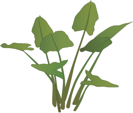 Green Arrow Alum (Peltandra Virginica)
