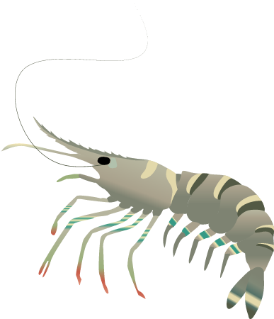 Tiger Prawn Adult (Penaeus Monodon)