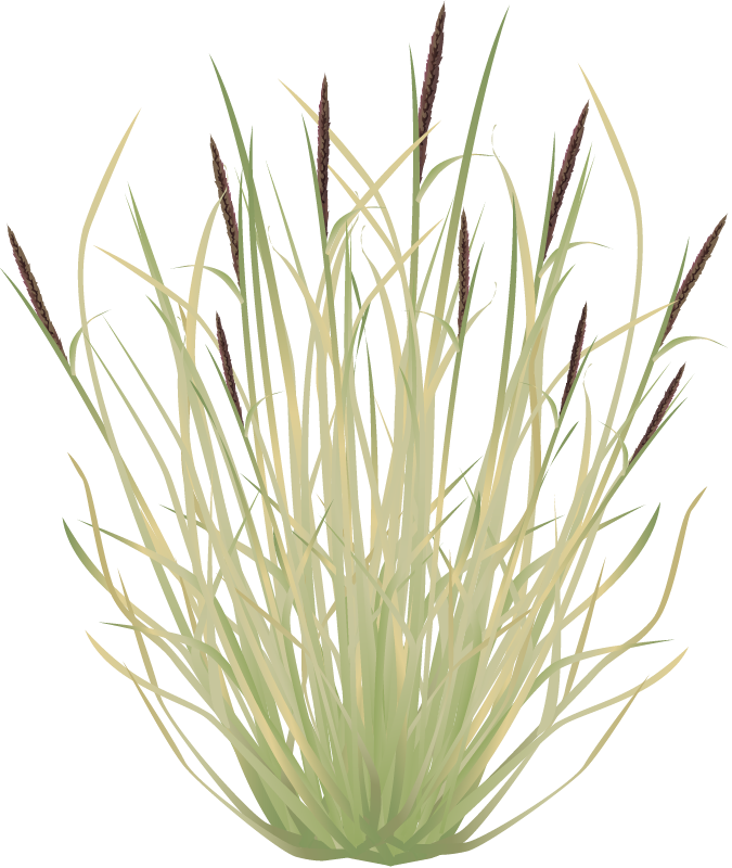 Buffelgrass (Pennisetum Ciliare)