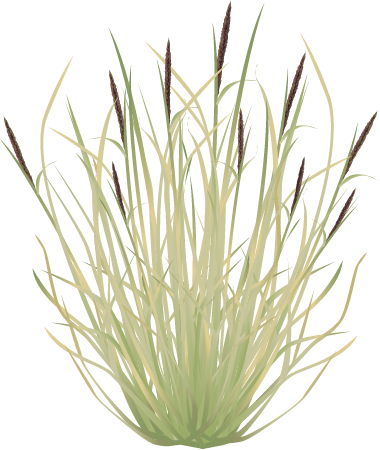 Buffelgrass (Pennisetum Ciliare)