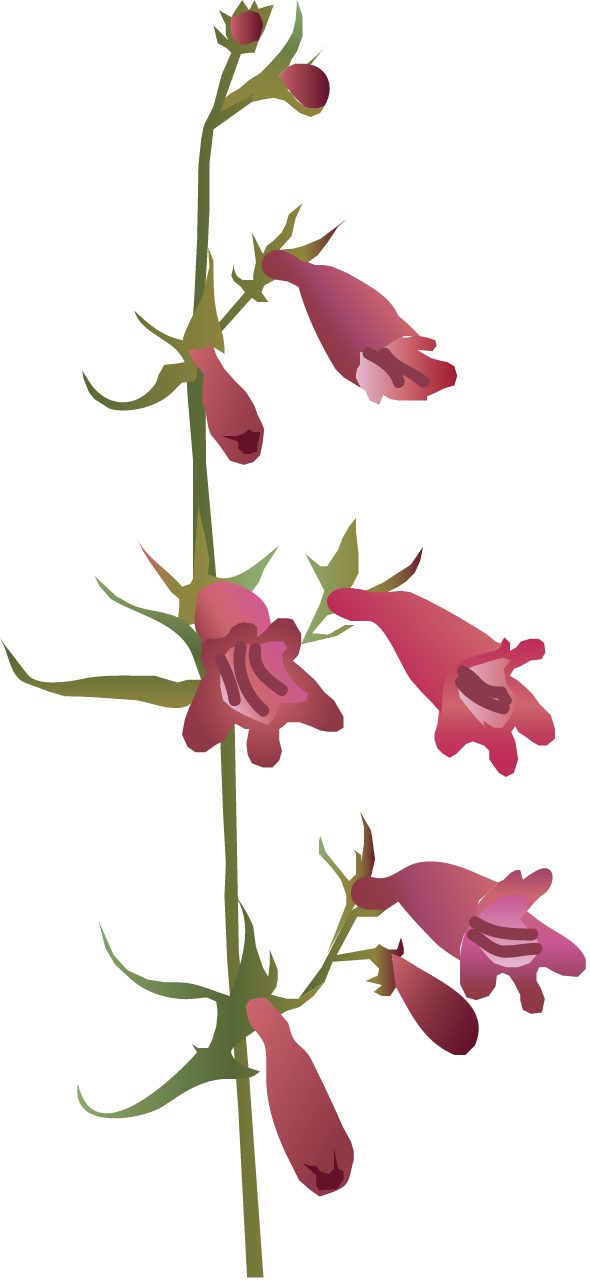 Golden Beard Penstemon (Penstemon Barbatus)