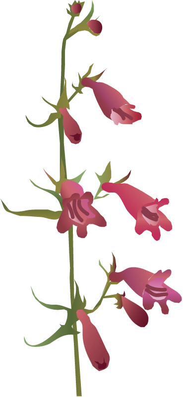 Golden Beard Penstemon (Penstemon Barbatus)