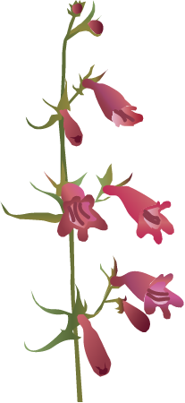 Golden Beard Penstemon (Penstemon Barbatus)
