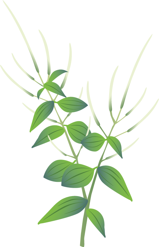 Ala Ala Wai Nui (Peperomia)