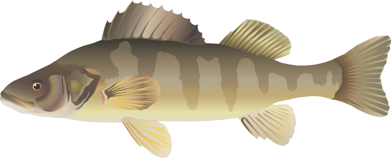 Yellow Perch (Perca Flavescens)