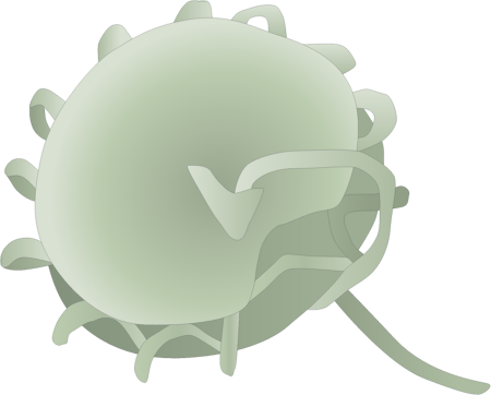 Dinoflagellate (Pfiesteria Piscicida)