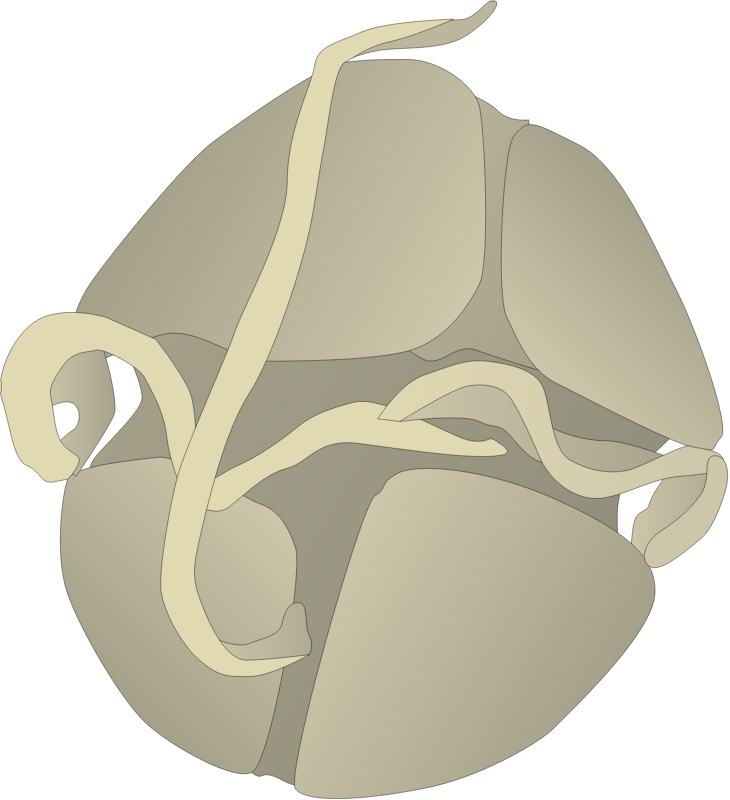 Dinoflagellate (Pfiesteria Shumwayae)