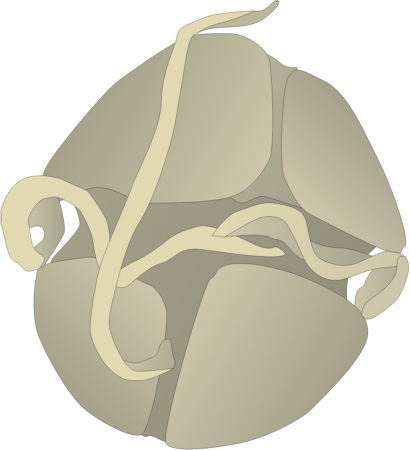 Dinoflagellate (Pfiesteria Shumwayae)