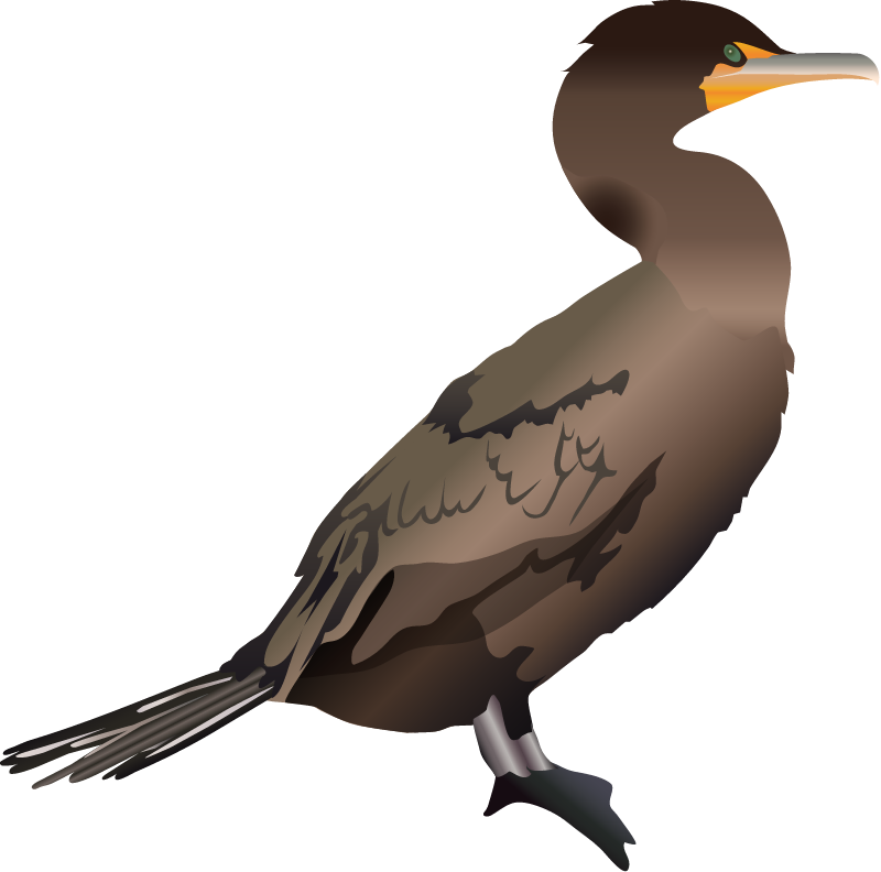 Double Crested Cormorant (Phalacrocorax Auritus)