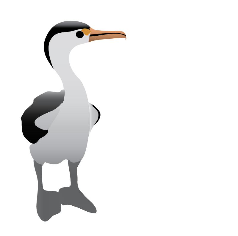 Australian Pied Cormorant (Phalacrocorax Varius)