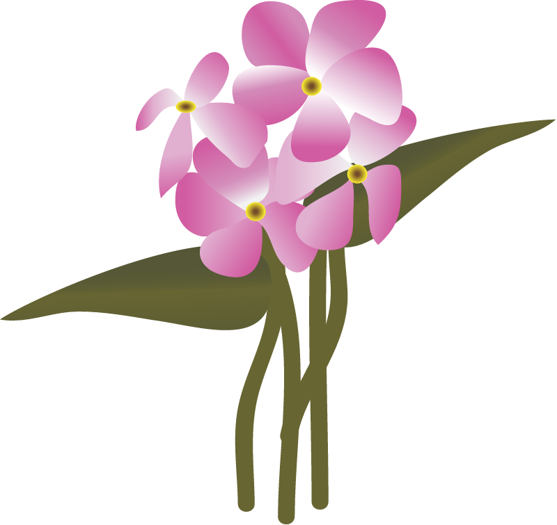 Wherry Sword Leaf Phlox (Phlox Buckleyi)