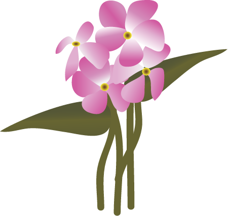 Wherry Sword Leaf Phlox (Phlox Buckleyi)
