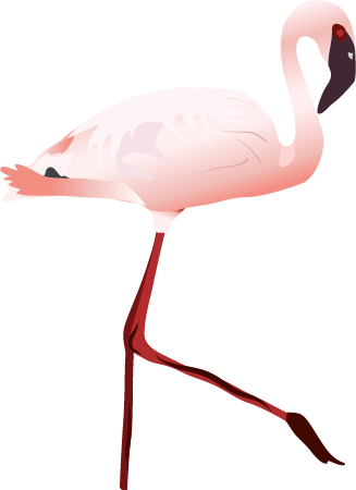 Lesser Flamingo Standing (Phoenicopterus Minor)