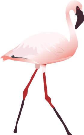 Lesser Flamingo Walking (Phoenicopterus Minor)